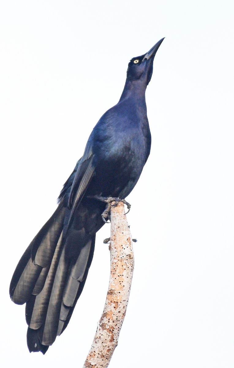 Great-tailed Grackle - ML416314221