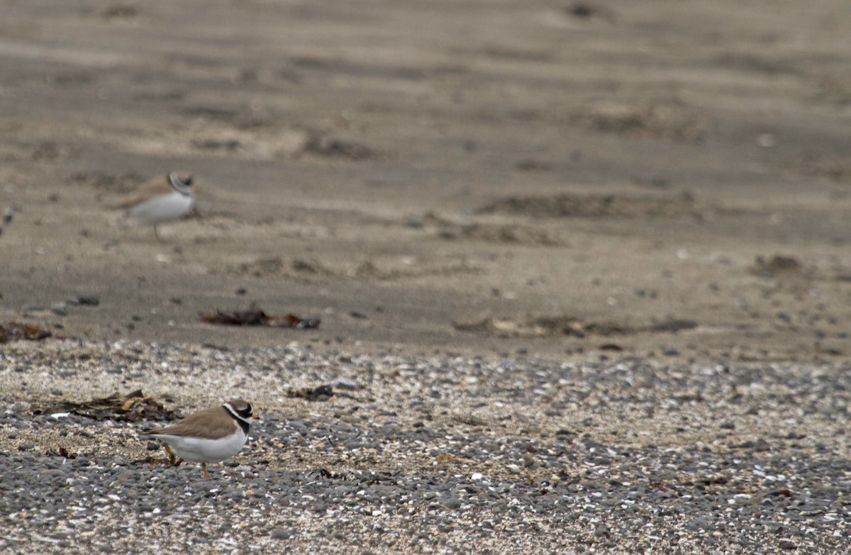 Common Ringed Plover - ML41631461