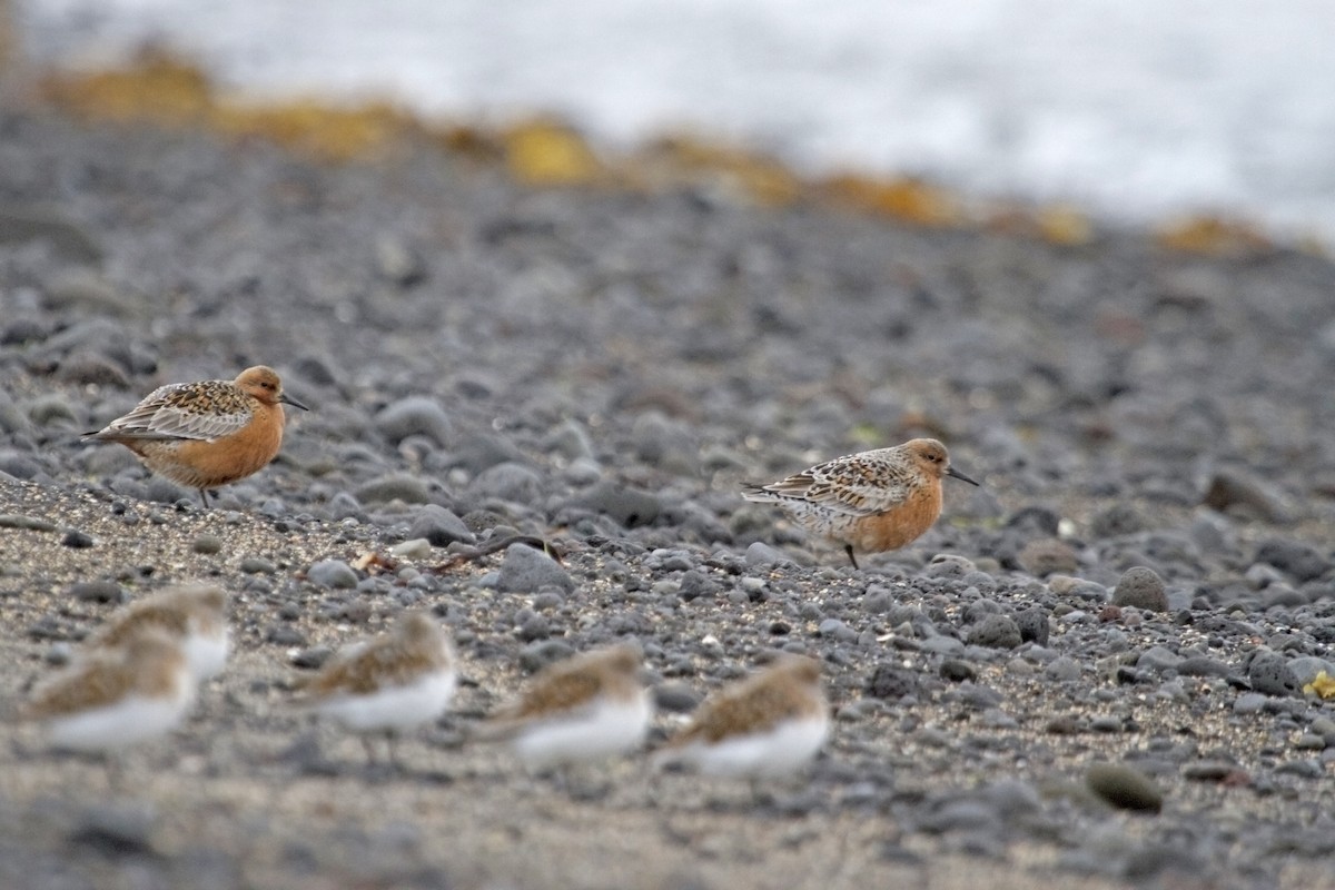 Red Knot - ML41631521