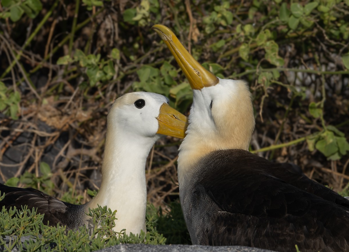 Albatros de Galápagos - ML416320211