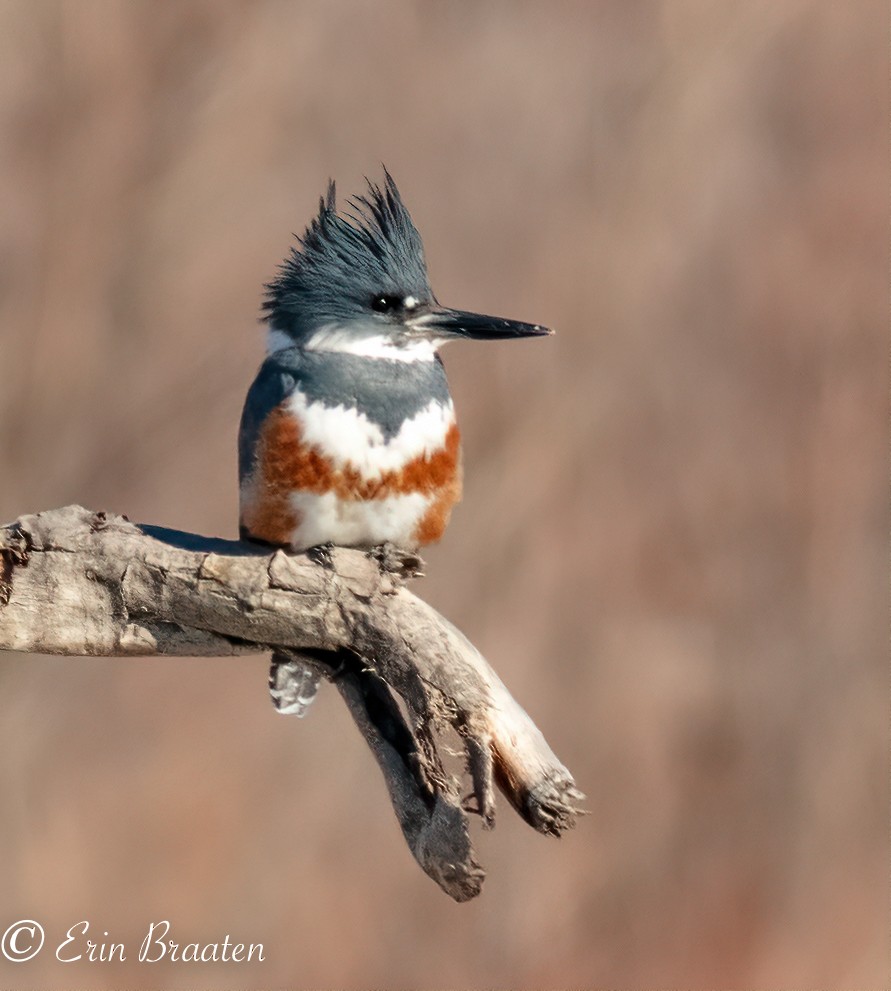 Belted Kingfisher - ML416326581