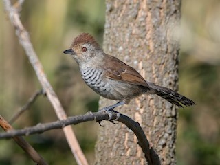  - Rufous-capped Antshrike