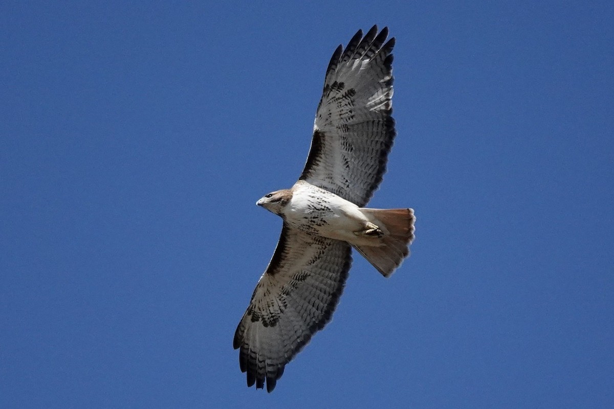 Red-tailed Hawk - Fleeta Chauvigne