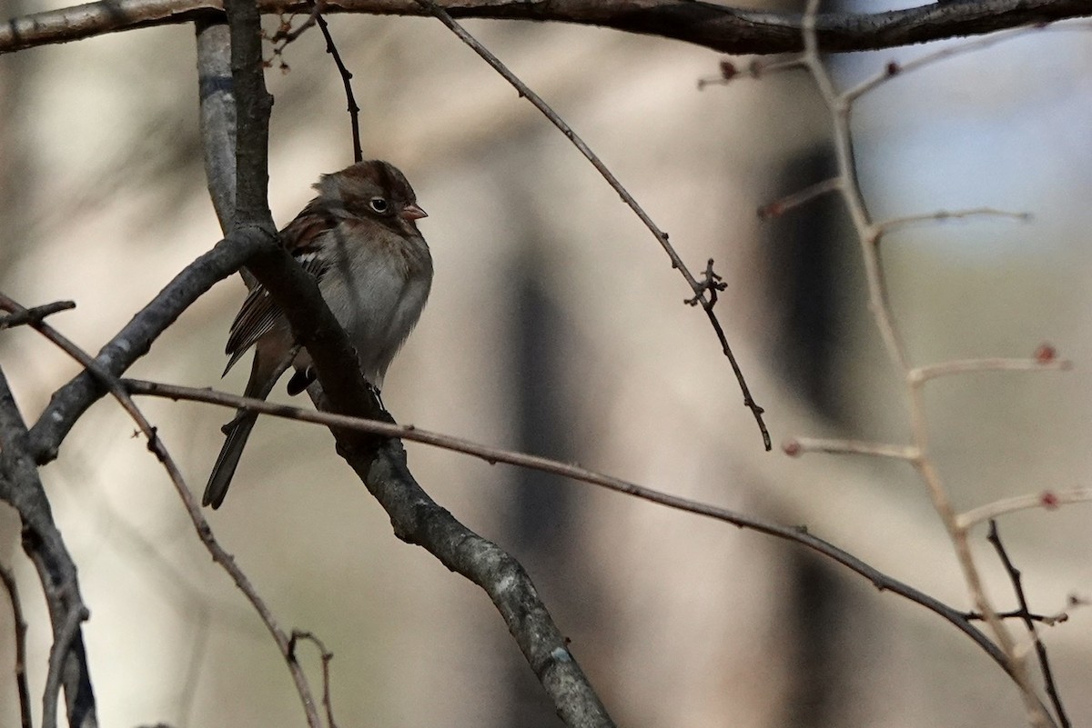 Field Sparrow - ML416330861