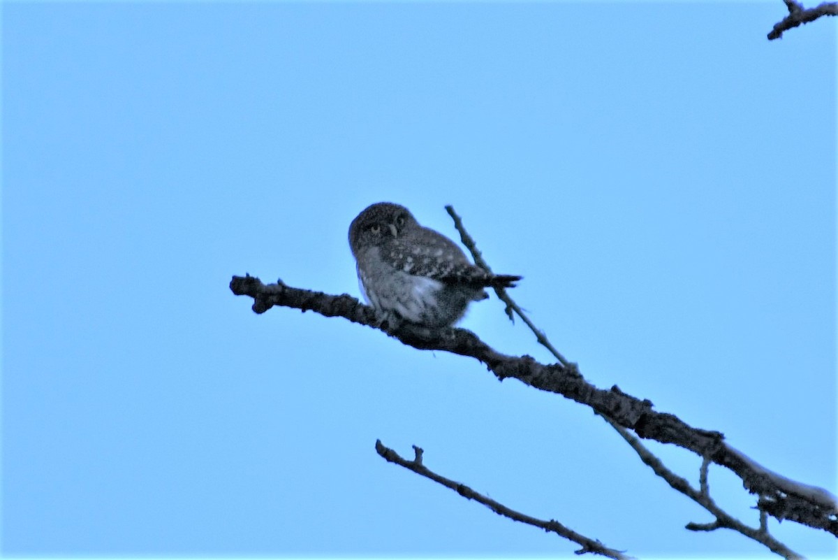eBird Checklist 13 Feb 2022 8185181871 Fairgrounds Rd, Tygh Valley