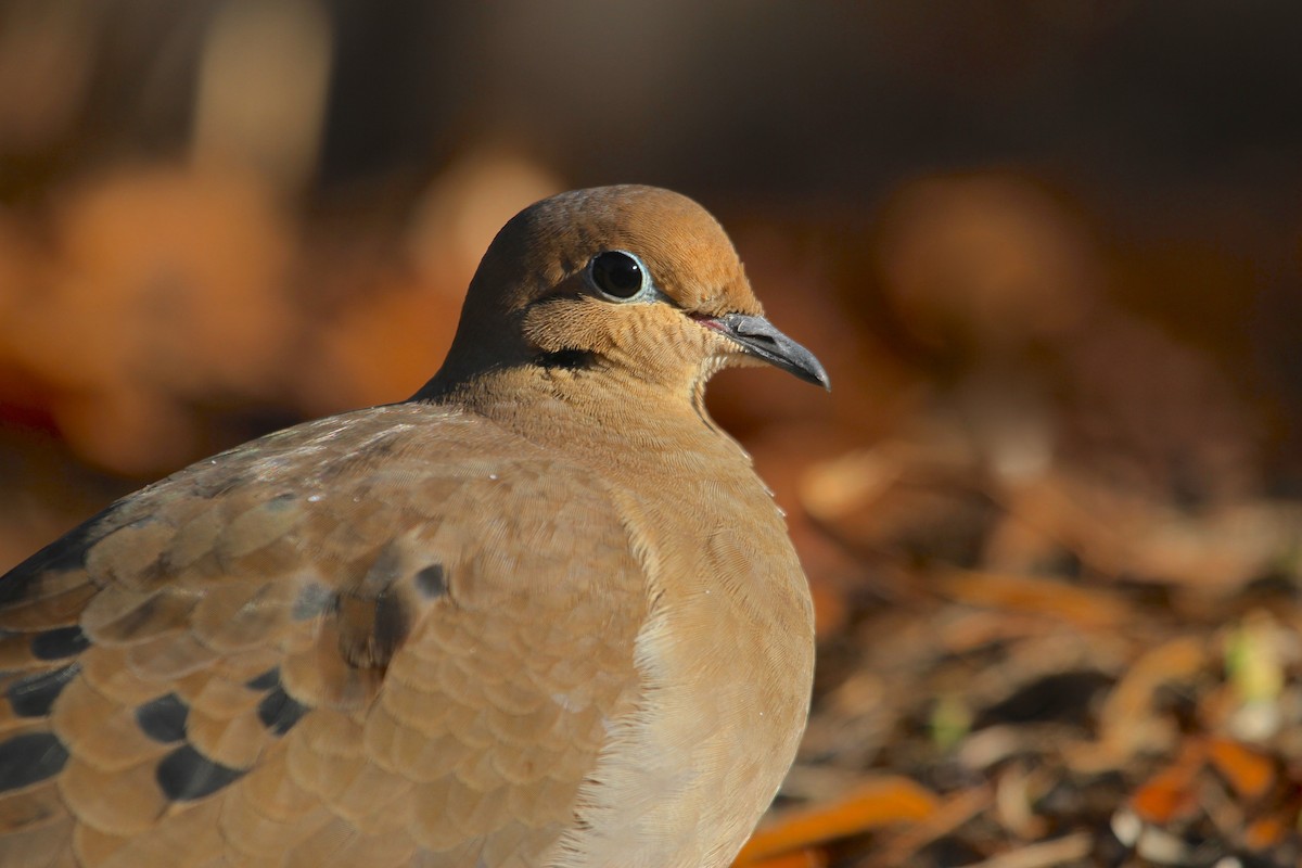 Mourning Dove - Will Sweet