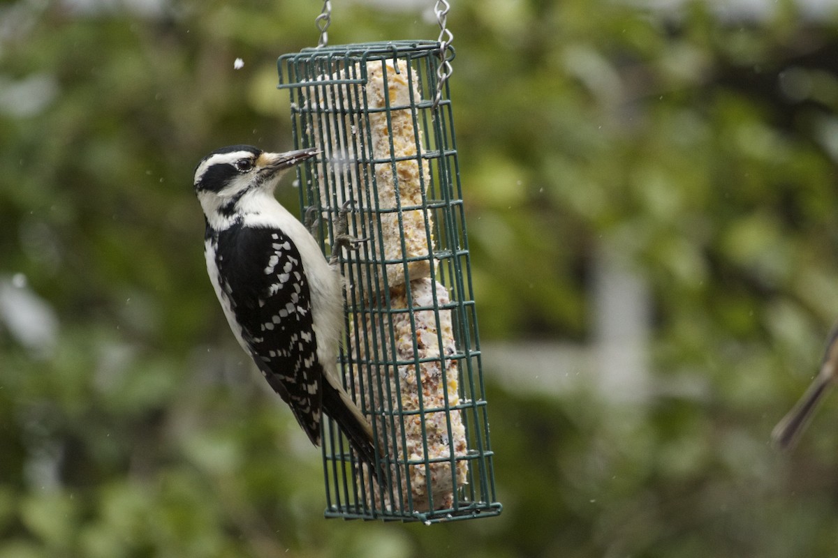Hairy Woodpecker - Will Sweet