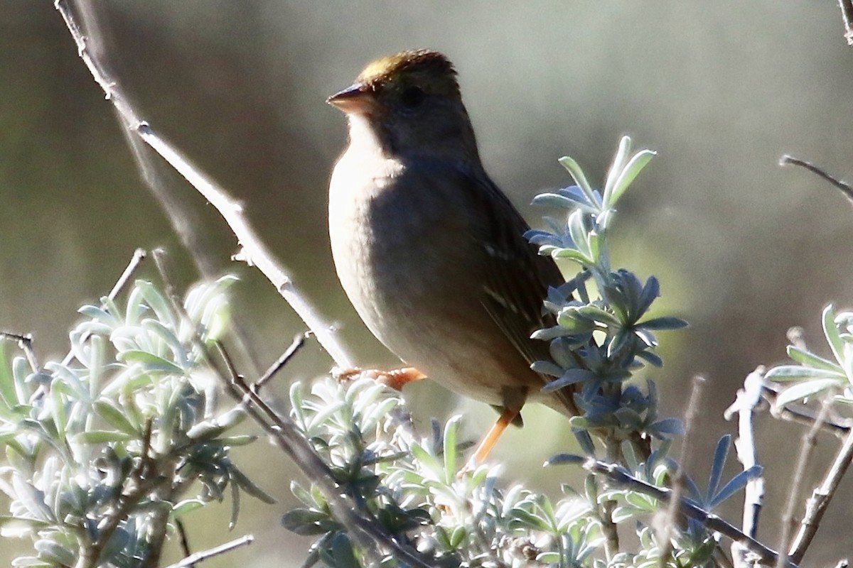 Golden-crowned Sparrow - ML416354071