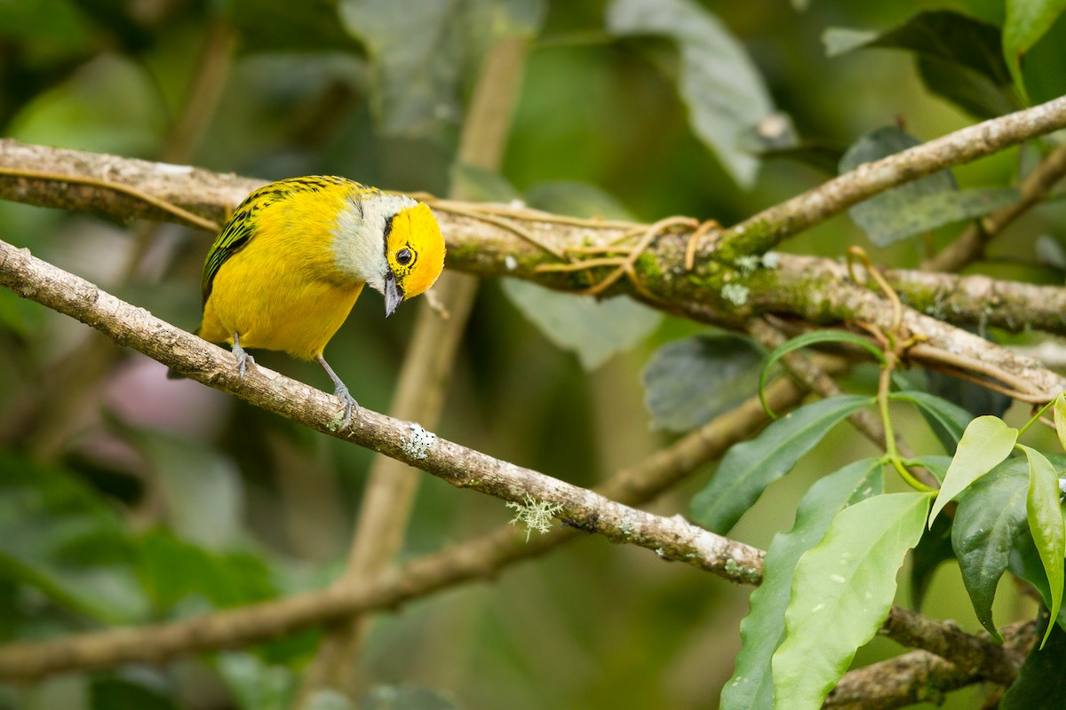 Silver-throated Tanager - ML416354751
