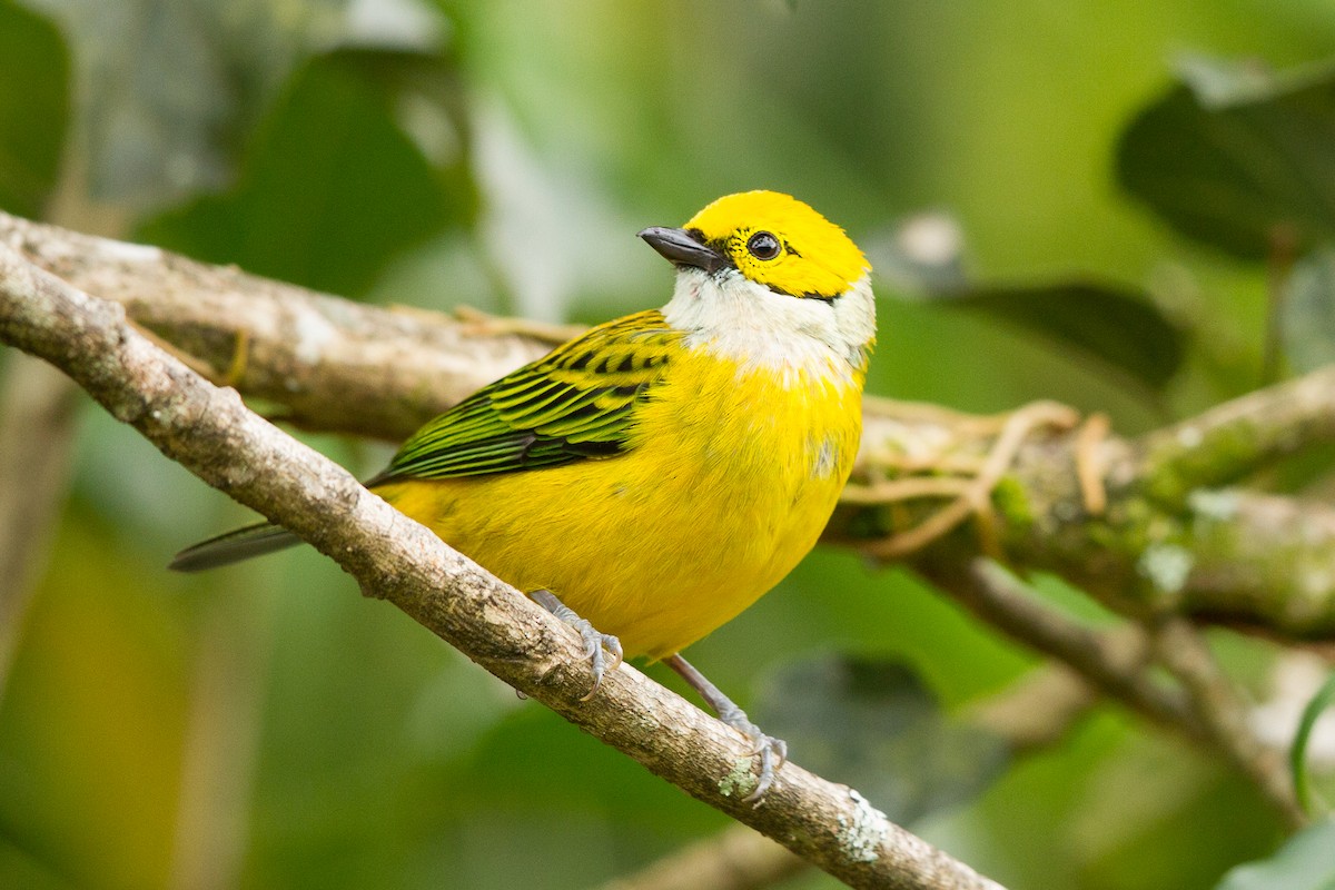 Silver-throated Tanager - ML416354761