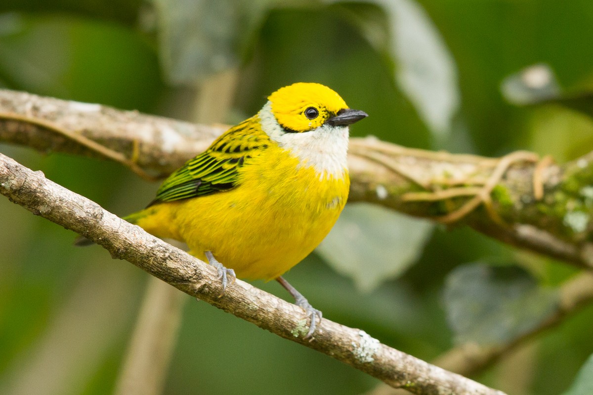 Silver-throated Tanager - ML416354771
