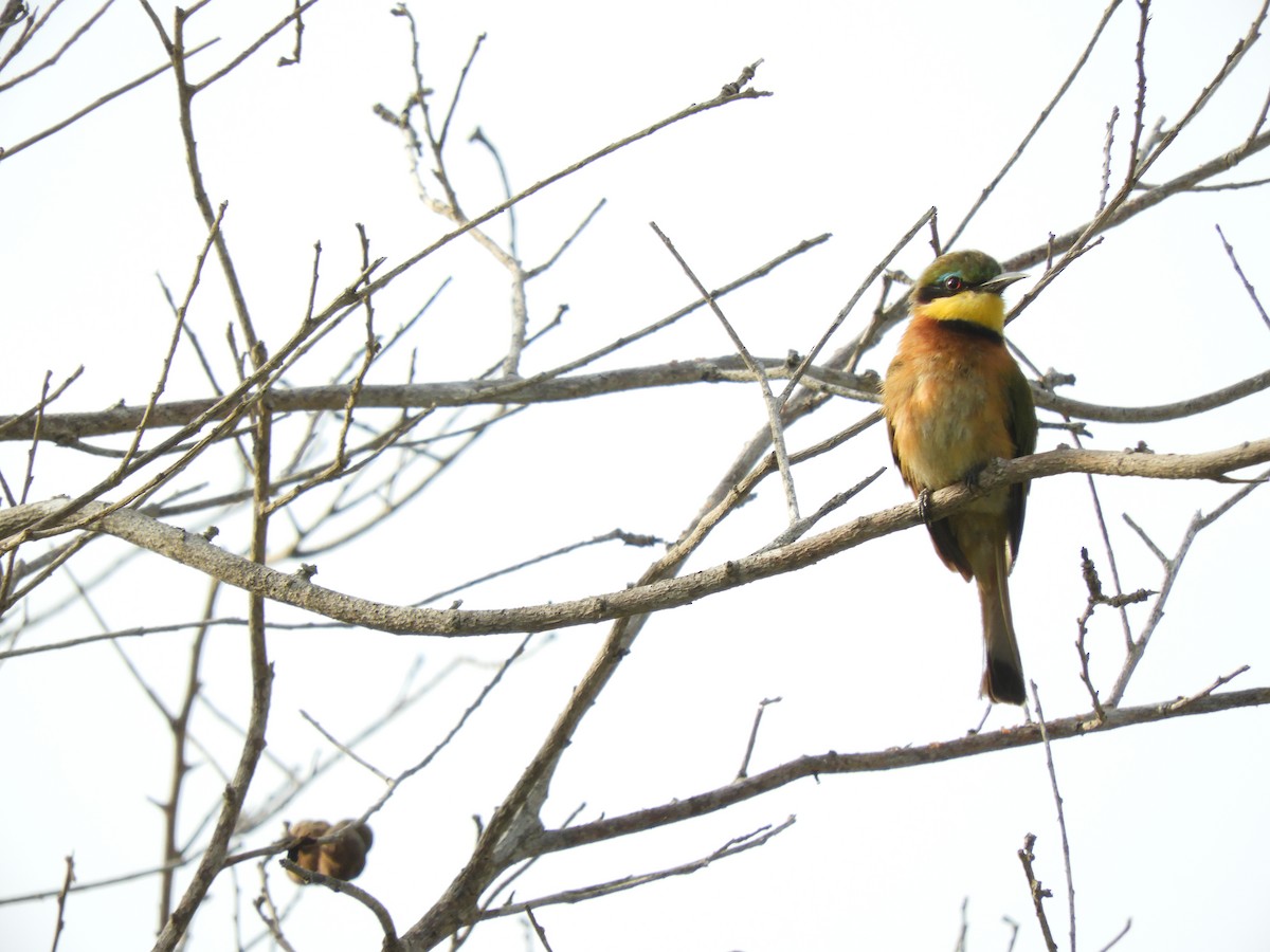 Little Bee-eater - ML416358351