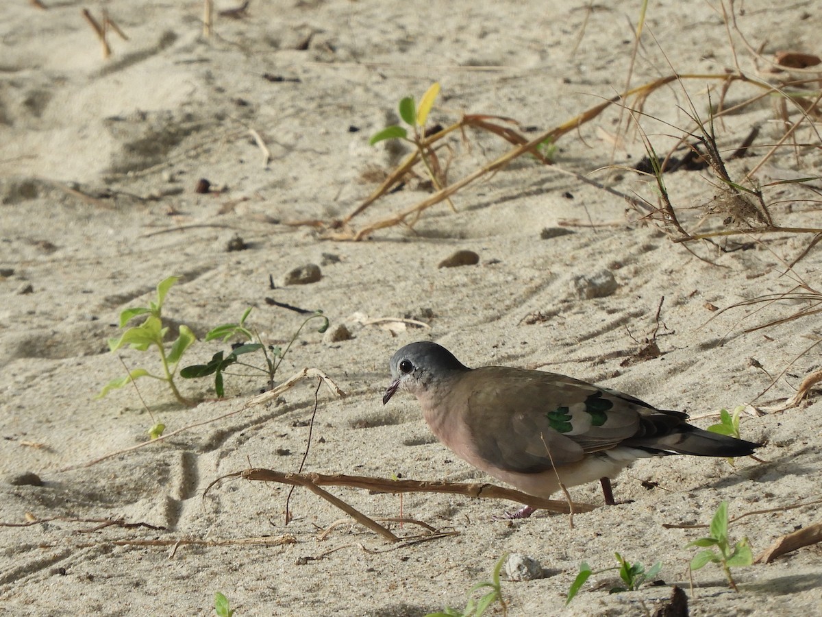 Emerald-spotted Wood-Dove - ML416358461