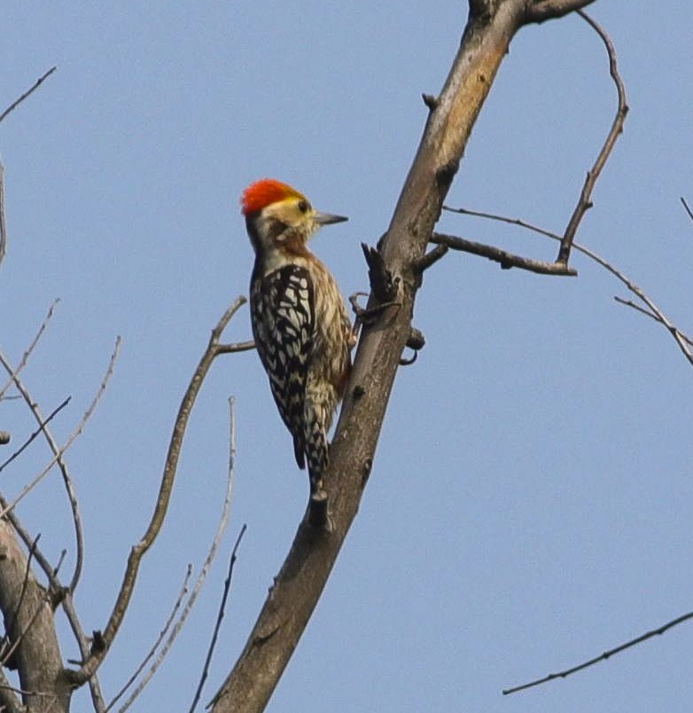 Yellow-crowned Woodpecker - ML416362311