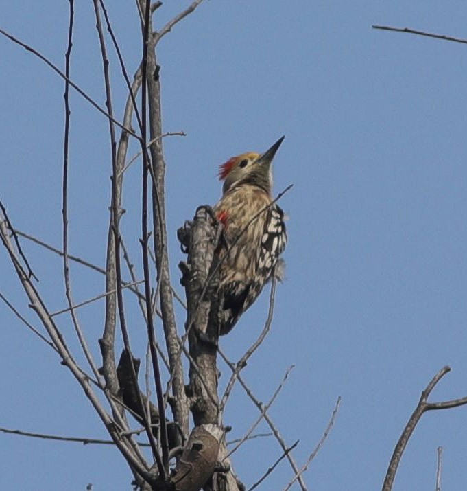 Yellow-crowned Woodpecker - ML416362341