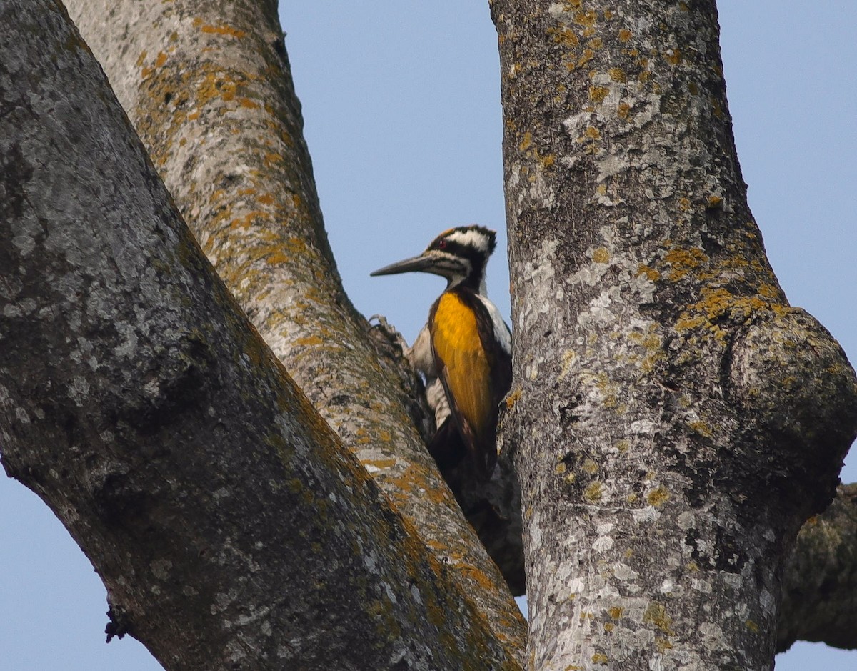 White-naped Woodpecker - ML416362351