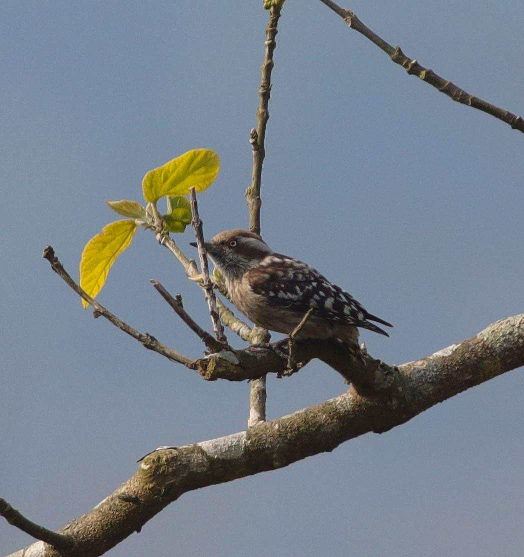 Brown-capped Pygmy Woodpecker - ML416362811