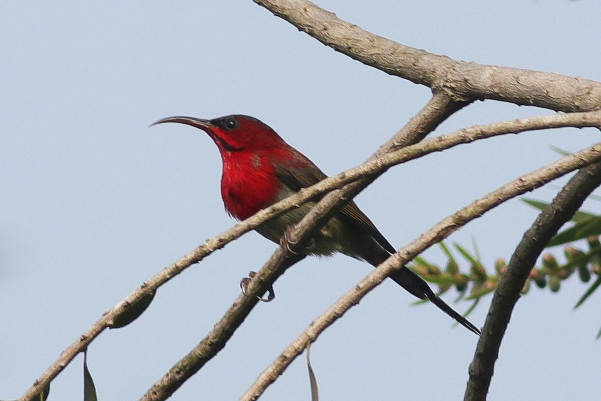 Crimson Sunbird - Kaajal Dasgupta