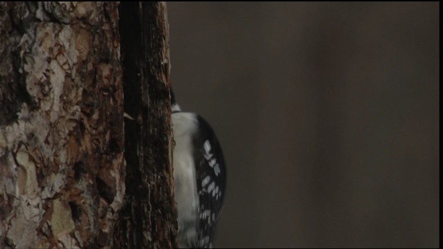 Downy Woodpecker - ML416364