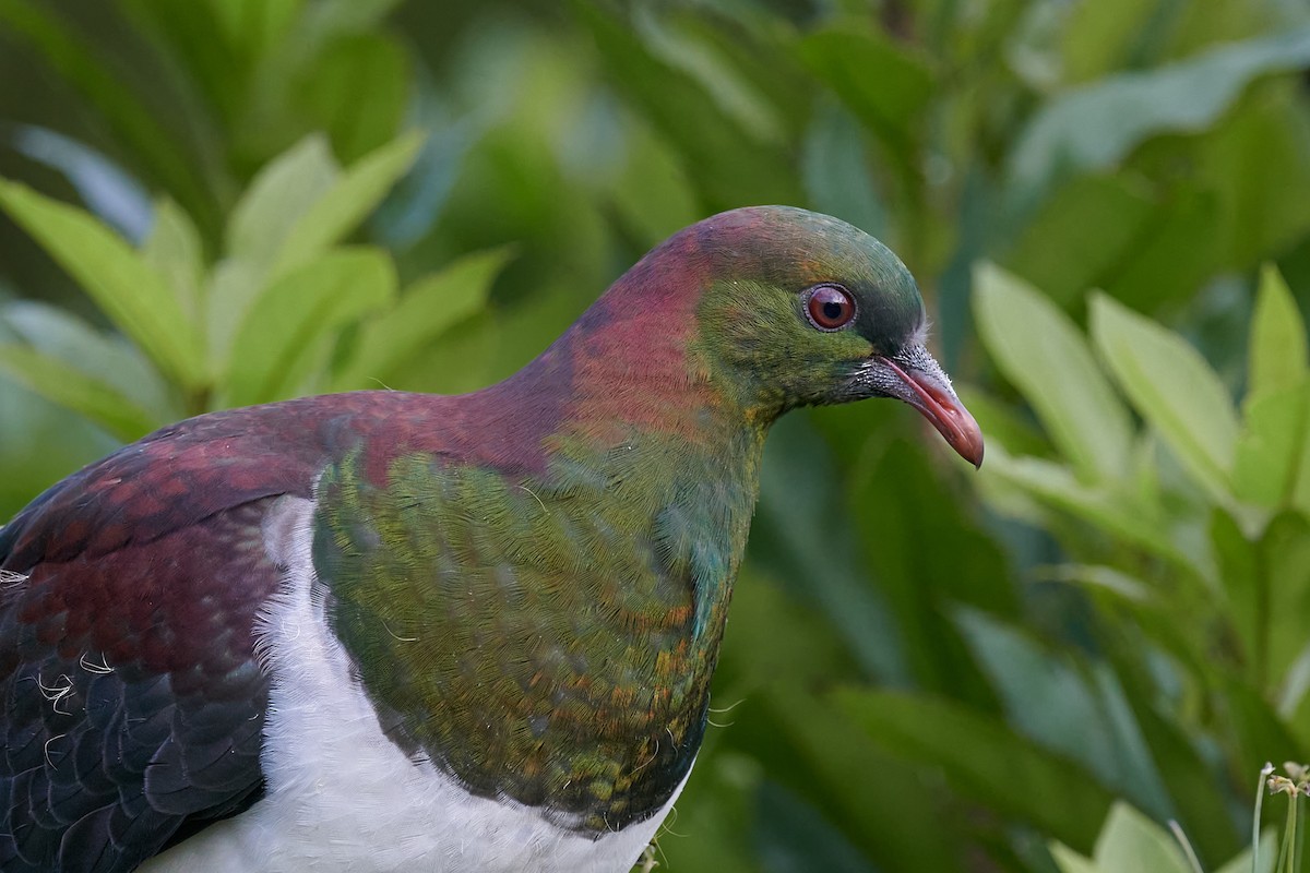 New Zealand Pigeon - ML416366971