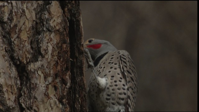 Northern Flicker (Red-shafted) - ML416369