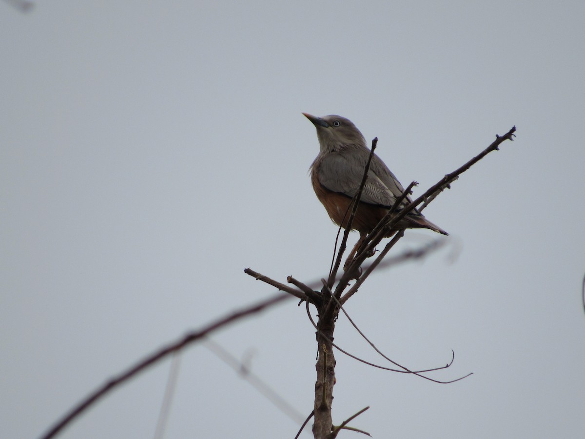 Chestnut-tailed Starling - ML416369401
