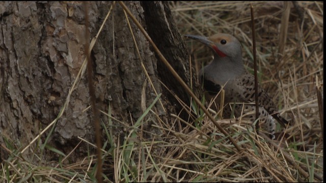 Northern Flicker (Red-shafted) - ML416370