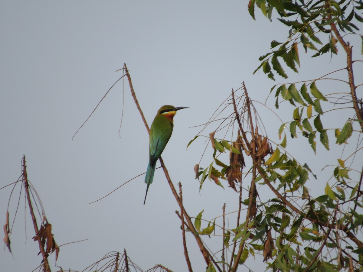 Blue-tailed Bee-eater - ML416370771