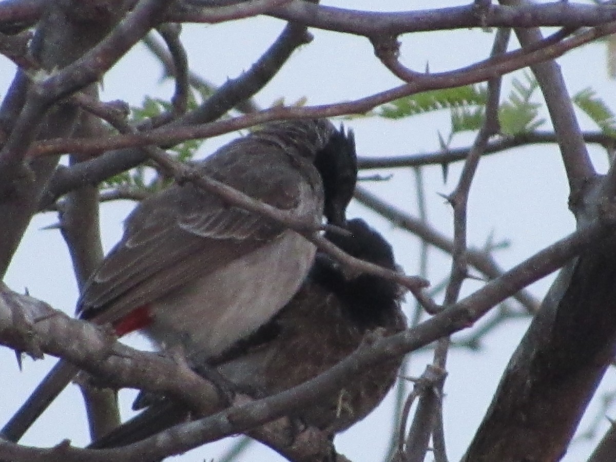 Red-vented Bulbul - ML416370801