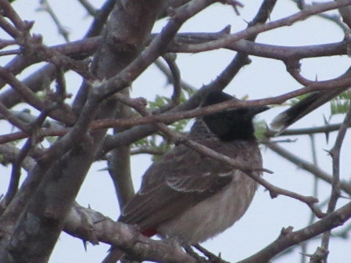 Red-vented Bulbul - ML416370811
