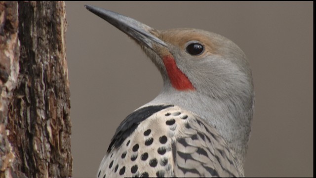 Northern Flicker (Red-shafted) - ML416374