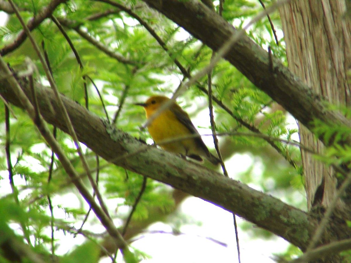 Prothonotary Warbler - ML41637971