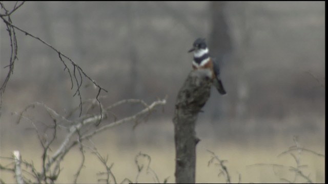 Belted Kingfisher - ML416382