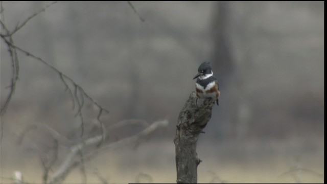 Belted Kingfisher - ML416383