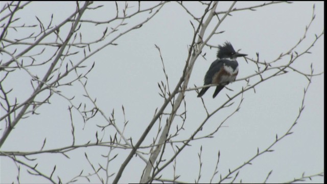 Belted Kingfisher - ML416386