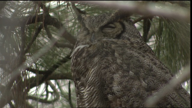 Great Horned Owl - ML416389