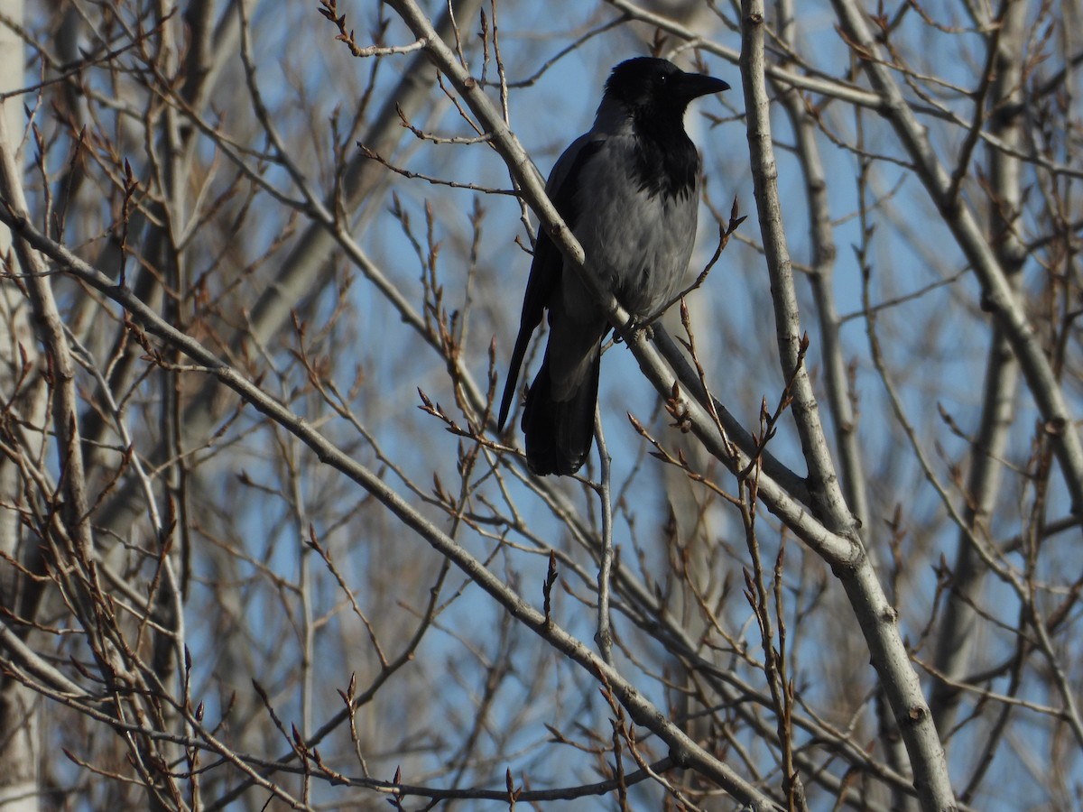 Hooded Crow - Ivan V