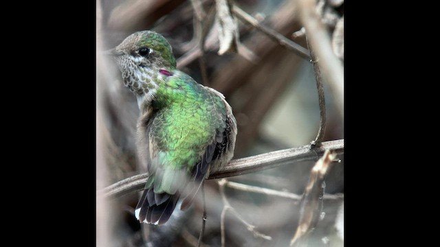 Calliope Hummingbird - ML416390261