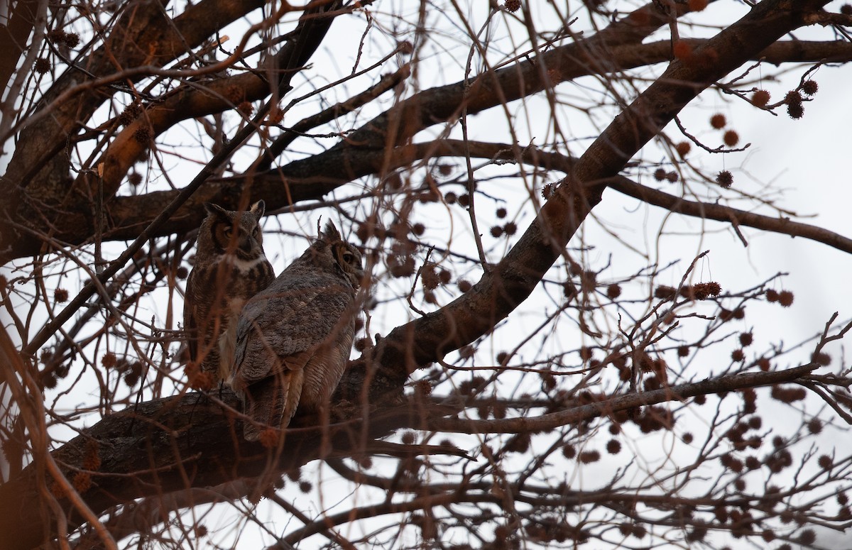 Great Horned Owl - ML416390311