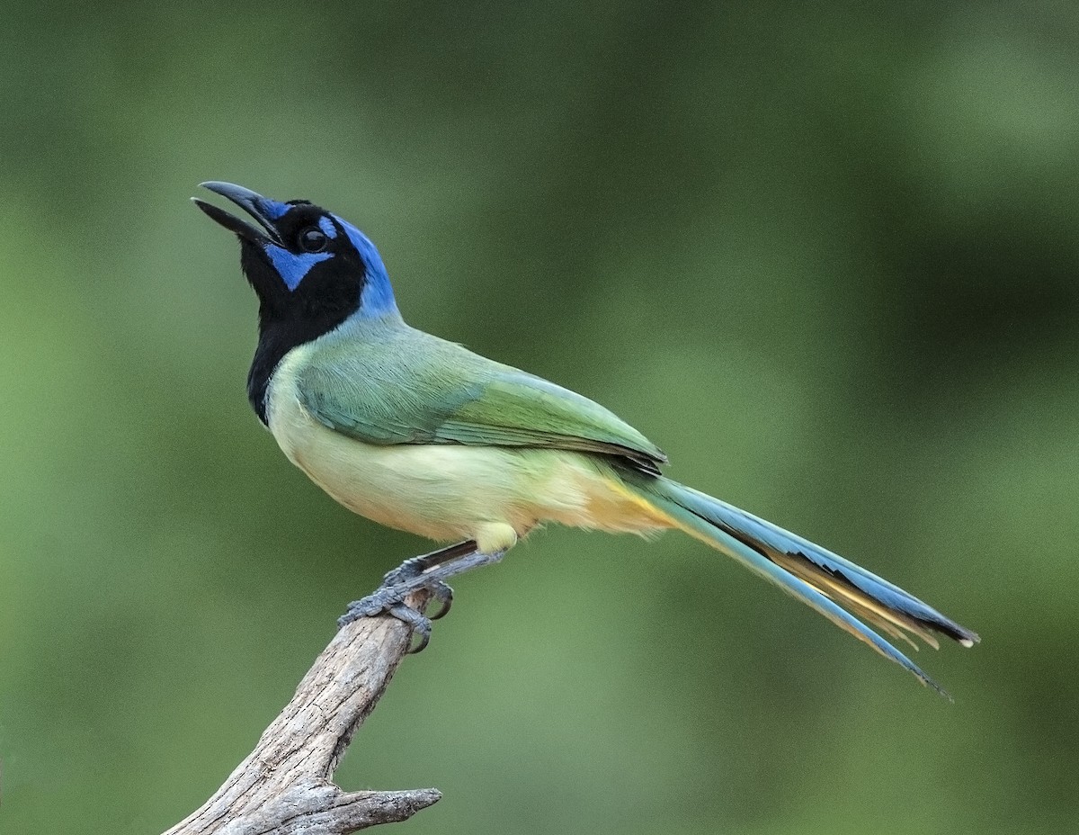 Green Jay - Cliff Peterson