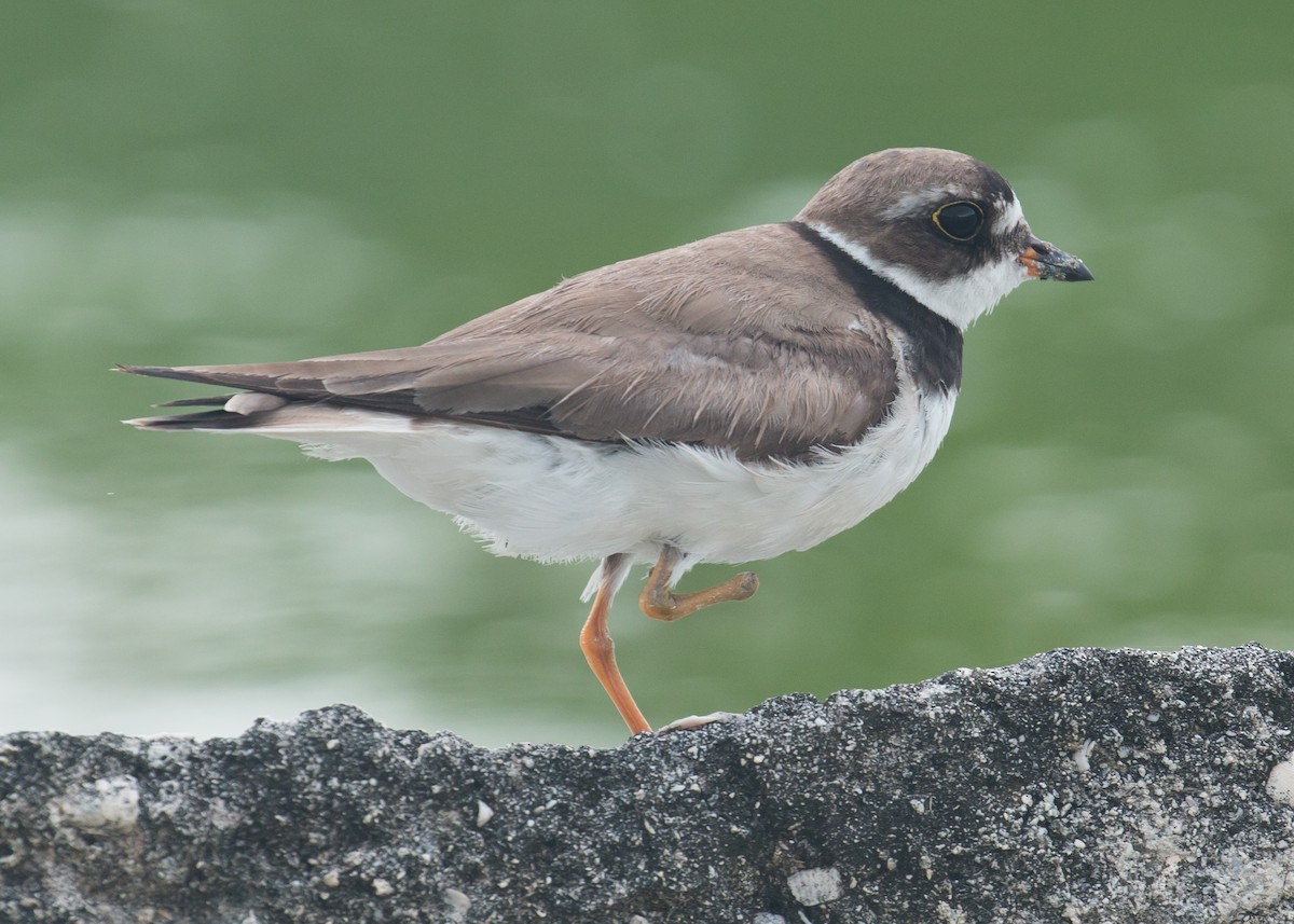 Semipalmated Plover - ML41639271