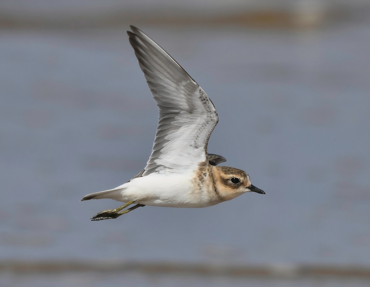 Double-banded Plover - ML416393491