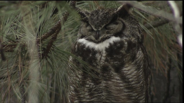 Great Horned Owl - ML416394
