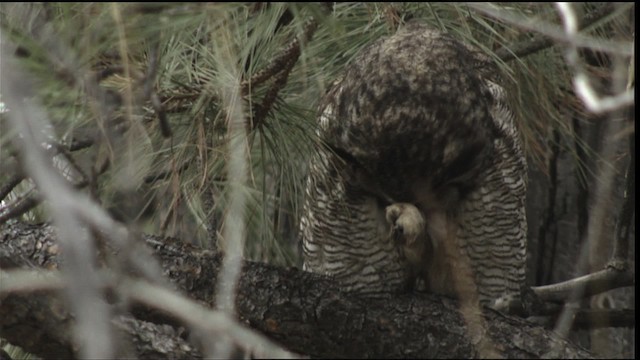 Great Horned Owl - ML416397