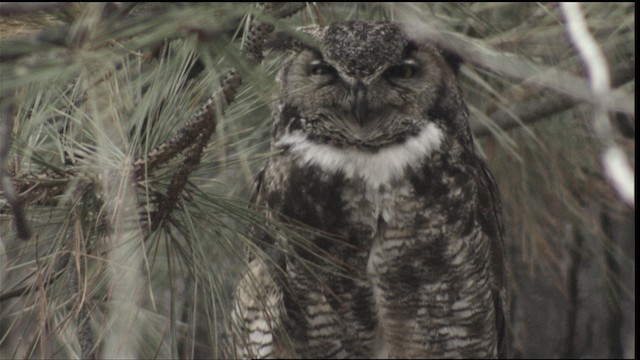 Great Horned Owl - ML416399