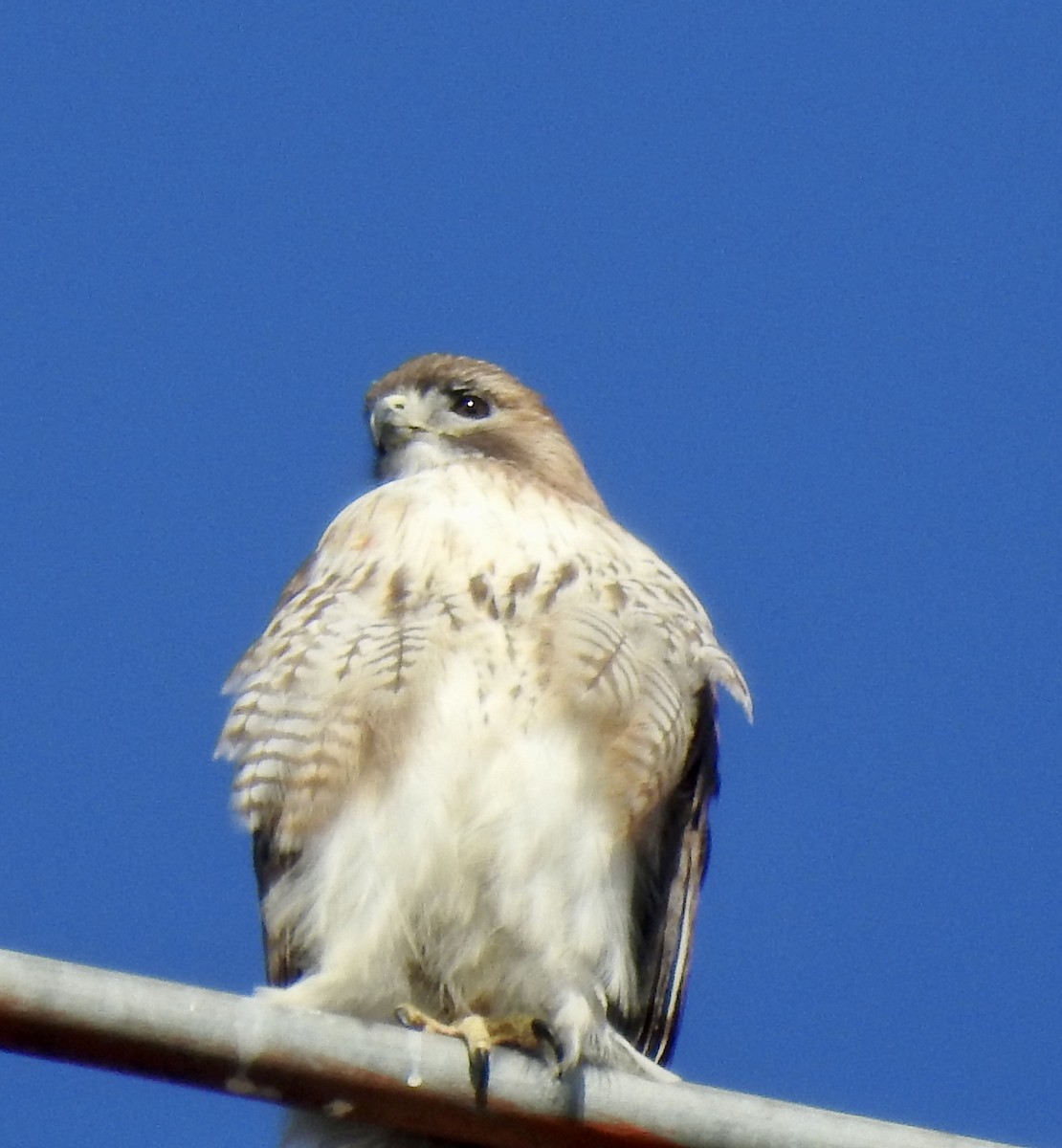 Red-tailed Hawk - ML416399321