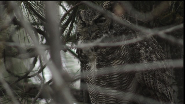 Great Horned Owl - ML416400