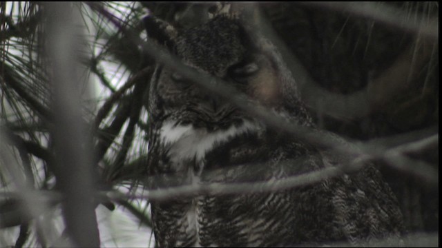 Great Horned Owl - ML416402