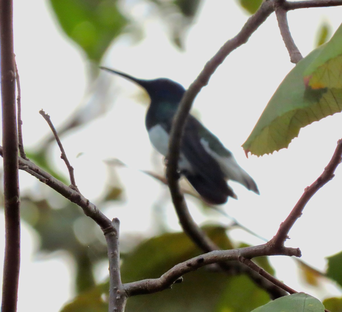 kolibřík bělokrký - ML416402661