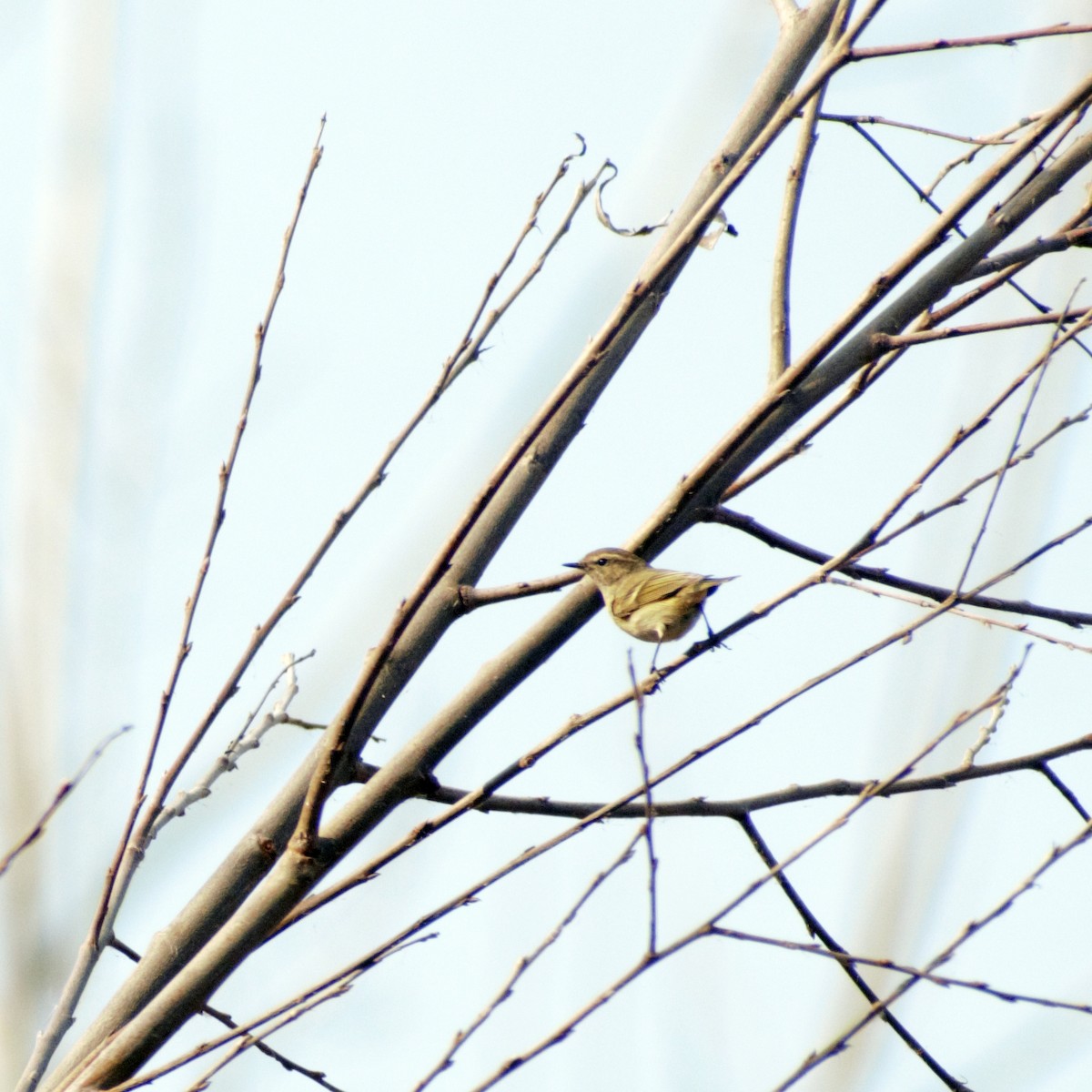 Hume's Warbler - ML416403091